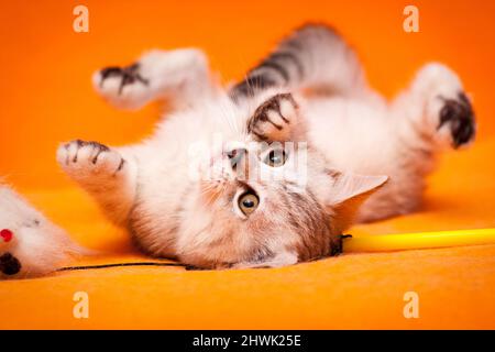 Funny chaton British noir et blanc couché à l'envers sur un fond orange Banque D'Images