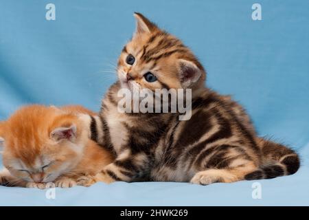 Mignon petit chaton britannique en or close-up couleur sur fond bleu Banque D'Images