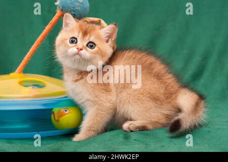 La rousse charmante chaton assis près d'un chat jouet sur un fond vert Banque D'Images