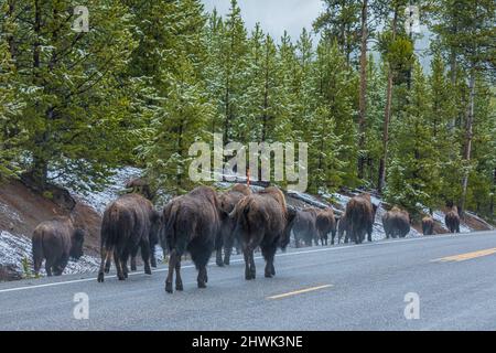 Bison, Bison bison, troupeau suivant la route dans le parc national de Yellowstone, Wyoming, États-Unis Banque D'Images