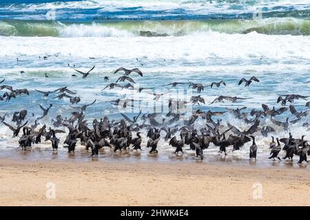 Namibie, des milliers de cormorans sur la côte du squelette Banque D'Images