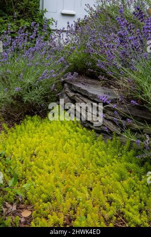 Jardin de Virginie. Sedum Reflexum, Angelina, en premier plan, Lavender en arrière-plan. Banque D'Images