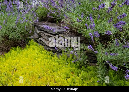 Jardin de Virginie. Sedum Reflexum, Angelina, en premier plan, Lavender en arrière-plan. Banque D'Images