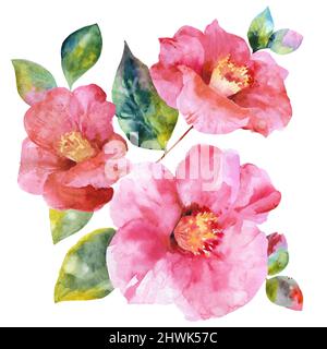 Camélia aquarelle dessiné à la main. Collection de camélias, bourgeons et feuilles sur fond blanc. Banque D'Images
