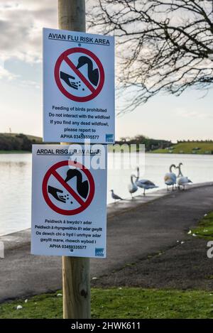 Signes temporaires en langue galloise et en anglais dans un parc public avertissant que la grippe aviaire est présente parmi les cygnes vus en arrière-plan. Banque D'Images