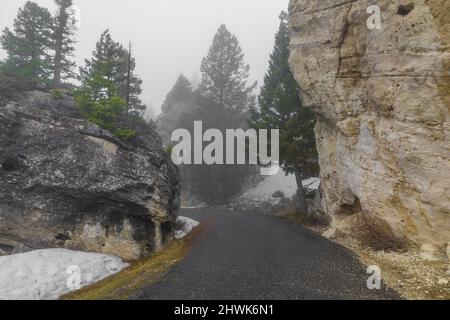 Route à courte boucle à travers les roches et les conifères parmi un ensemble de roches dans le coin nord-ouest du parc national de Yellowstone, Wyoming, États-Unis Banque D'Images