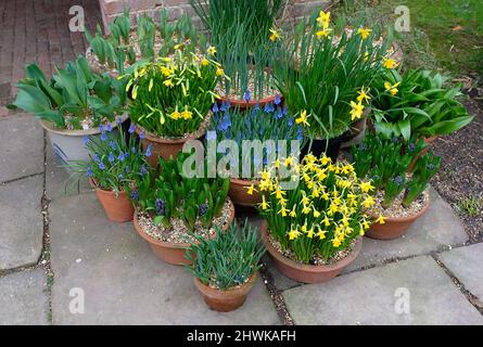 Les bulbes printaniers poussent dans des pots de Great Dixter, Northiam, East Sussex Banque D'Images