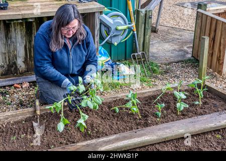 Femme plantant des plantes de haricots larges 'Bunyard's Exhibition' dans un potager ou un lotissement. Banque D'Images