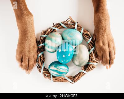 Adorable chiot de couleur brune et œufs de Pâques Banque D'Images