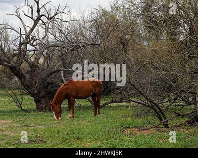 Des chevaux sauvages parcourent le bassin de la rivière Salt près de Phoenix Arizona dans la région sauvage nationale de Tonto Banque D'Images