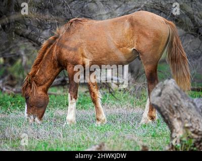 Des chevaux sauvages parcourent le bassin de la rivière Salt près de Phoenix Arizona dans la région sauvage nationale de Tonto Banque D'Images