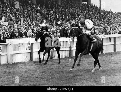 Redcar Racecourse est un lieu de courses de chevaux pur-sang situé à Redcar, dans le North Yorkshire. La prérogative royale de Lester Piggott remporte la coupe d'or William Hill à Redcar. Le deuxième était Dawn Review (à gauche), monté par Edward Hide, le 11th août 1973. Banque D'Images