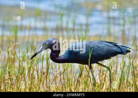 Un petit héron bleu (Egretta caerulea) barbotant dans l'eau et l'herbe, à la recherche de nourriture, dans l'arbre Crooked, Belize. Banque D'Images