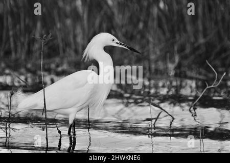 Un Egret de neige solitaire (Egretta thula), en noir et blanc, dans l'eau au sanctuaire national de la faune à Crooked Tree, Belize. Banque D'Images