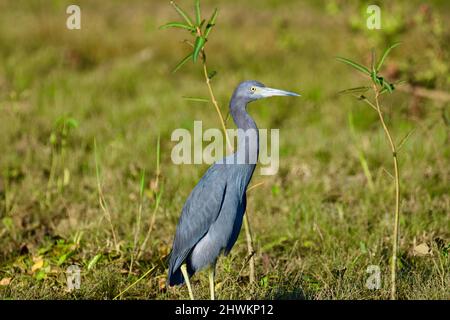 Un petit héron bleu (Egretta caerulea) dans les herbes des zones humides du sanctuaire national de la faune sauvage dans l'arbre Crooked, Belize. Banque D'Images