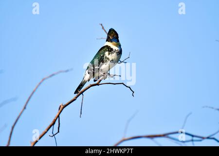 Le seul pêcheur vert (Chloroceryle americana) perché sur une branche, contre le ciel bleu, au sanctuaire national de la faune à Crooked Tree, Belize. Banque D'Images