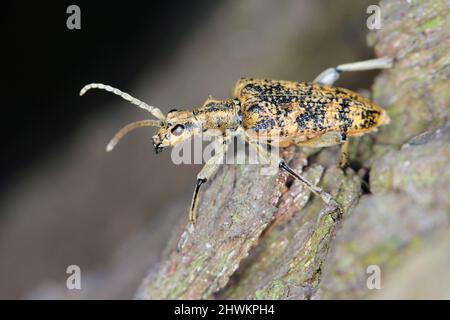 Longhorn Beetle Rhagium sycophanta (Cerambycidae) assis sur l'écorce de chêne, photo macro Banque D'Images