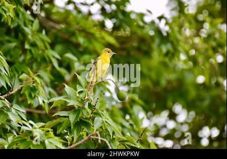 Un verger féminin seul oriole (Icterus spius) perché dans un arbre au sanctuaire national de la faune à Crooked Tree, Belize. Banque D'Images