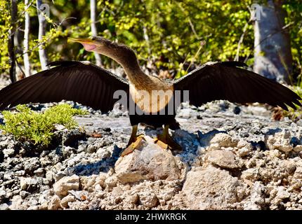 Un Anhinga isolé (Anhinga anhinga), un snakebird, un dard, un dard américain ou une dinde d'eau, Appeler un compagnon dans la mangrove de San Pedro, Belize. Banque D'Images