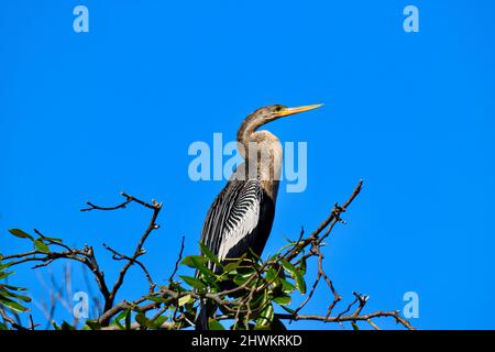 An Anhinga (Anhinga anhinga), alias snakebird, darter, darter américain, ou dinde d'eau, Perchée dans un arbre du côté lagon d'Ambergris Caye, Belize. Banque D'Images