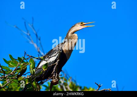 An Anhinga (Anhinga anhinga), alias snakebird, darter, darter américain, ou dinde d'eau, Perchée dans un arbre du côté lagon d'Ambergris Caye, Belize. Banque D'Images