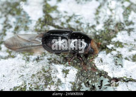 Coléoptère d'écorce de bouleau ou borateur d'aubier de bouleau (Scolytus ratzeburgi) sur l'écorce de bouleau. Banque D'Images