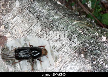 Coléoptère d'écorce de bouleau ou borateur d'aubier de bouleau (Scolytus ratzeburgi) sur l'écorce de bouleau. Banque D'Images