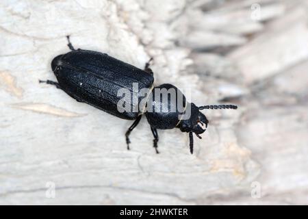 Coléoptère noir à longues cornes - Spondylis bupretstoides sur bois. Banque D'Images