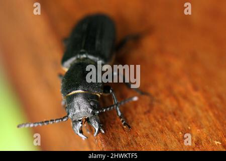 Coléoptère noir à longues cornes - Spondylis bupretstoides sur bois. Banque D'Images