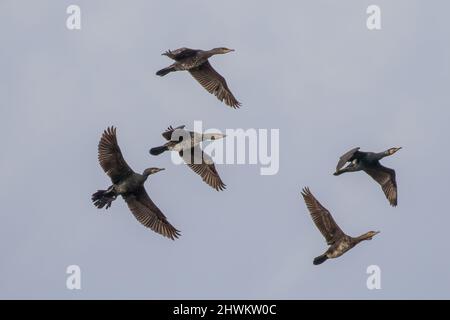 Cinq Cormorans volant contre un ciel bleu. Collectivement connu comme un « goulpe » de cormorans. Suffolk, Royaume-Uni Banque D'Images