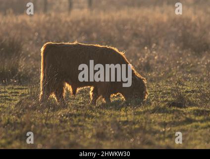 Un jeune Highland Bull fait du pâturage de conservation dans le Cambridgshire Fens . ROYAUME-UNI Banque D'Images