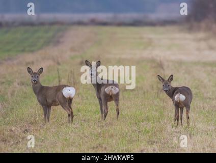 Bas vers le haut . Trois cerfs de Roe face à la caméra mais montrant leurs fonds sur les terres agricoles dans les Fens . Deux fait et un buck. Cambridgeshire, Royaume-Uni Banque D'Images