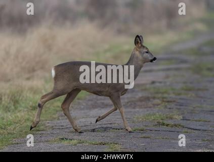 Un gros plan d'une femelle Roe Deer traversant une route de drovers . Dans la Fens Cambridgeshire. ROYAUME-UNI Banque D'Images