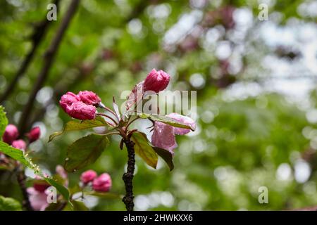 Branche de pommier avec boutons de fleurs roses en fleur et gouttes de rosée Banque D'Images