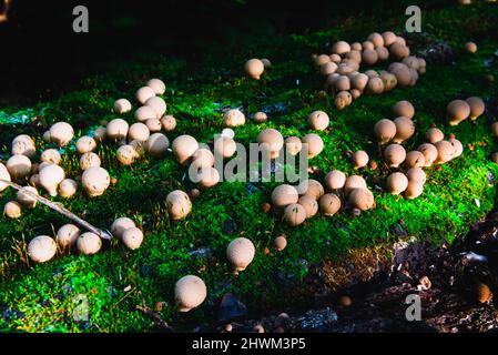 Groupe de champignons lycoperdon sur un tapis de mousse verte Banque D'Images