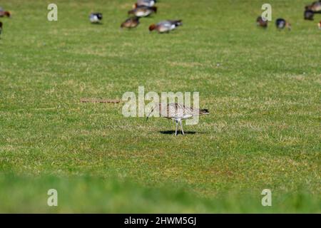 Curlew genre Numenius Banque D'Images