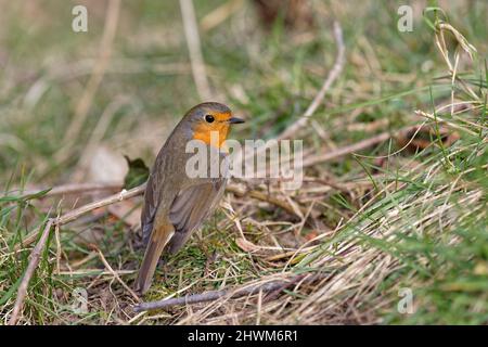 Le Robin des Bois (erithacus Ribecula) se trouve dans l'herbe Banque D'Images