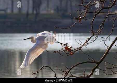 Little Egret (Egretta garzetta) prend son vol au-dessus du lac Banque D'Images