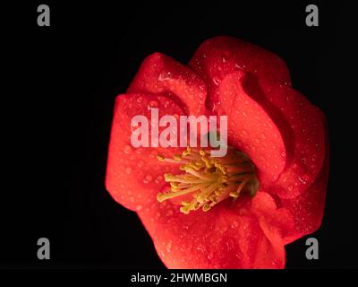 Fleur rouge d'un camélia japonais, photo macro de feuilles rouges avec gouttelettes d'eau sur fond noir Banque D'Images