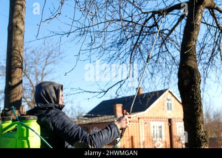 Agriculture écologique biologique.Défoquer l'homme fermier pulvérisant l'arbre avec un pulvérisateur manuel de pesticides contre les insectes dans le jardin de printemps.Agriculture et garde Banque D'Images