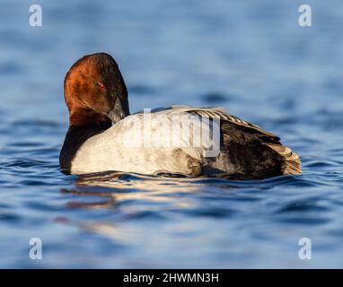 Canvasback (Aythya valisineria) drake nageant sur le lac Colorado, Etats-Unis Banque D'Images