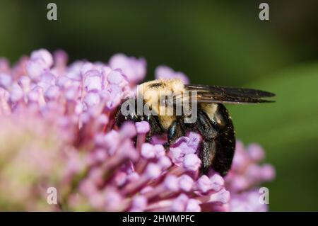 Bumblebee, probablement Bumble Bee à ceinture brune (Bombus griseocollis), sur des boutons de fleurs roses à Philadelphie, Pennsylvanie, États-Unis Banque D'Images