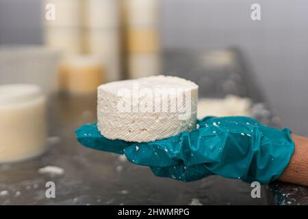 gros plan de la main gantée d'une femme montrant un fromage frais Banque D'Images