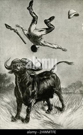 La légende de cette illustration de 1912 se lit comme suit : rencontre terrible avec un bison. Le buffle sud-africain est l'un des animaux les plus terribles que l'homme peut rencontrer. Il est si féroce qu'il charge un lion, et il a été connu pour conquérir le roi des bêtes Banque D'Images