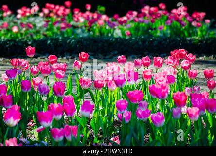 Des tulipes fleurissent aux jardins de Bellingrath, le 4 mars 2022, à Theodore, Alabama. Les jardins de 65 hectares ont ouvert au public en 1932. Banque D'Images