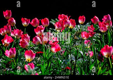 Des tulipes fleurissent aux jardins de Bellingrath, le 4 mars 2022, à Theodore, Alabama. Les jardins de 65 hectares ont ouvert au public en 1932. Banque D'Images