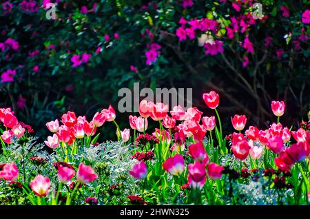 Des tulipes fleurissent aux jardins de Bellingrath, le 4 mars 2022, à Theodore, Alabama. Les jardins de 65 hectares ont ouvert au public en 1932. Banque D'Images