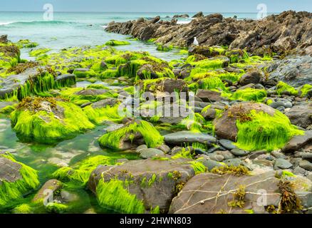 Spectaculaire National Trust, plage intacte crique, vert, formations rocheuses jaunes, à la base du Lizard Peninsular, nommé d'après les dollars d'argent qui ont Banque D'Images