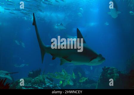 L'espèce de requin-taupe (Carcharhinus plumbeus) du requin requiem, appartenant à la famille des Carcharhinidae, originaire de l'océan Atlantique et de l'Indo-Pacifique. Banque D'Images