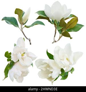Fleurs de Magnolia isolées sur fond blanc Banque D'Images